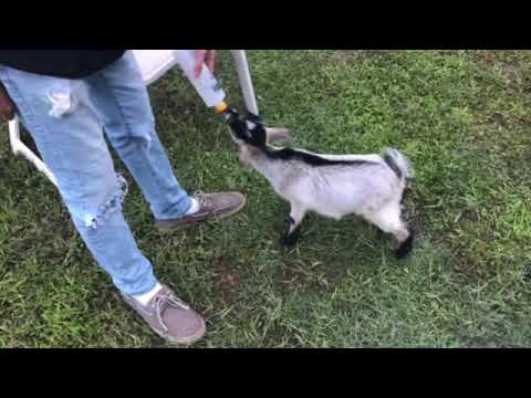 Baby the show goat